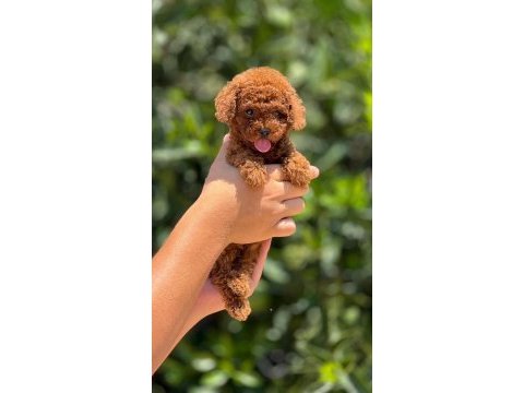 Sevgi tadında kore toy poodle bebekler 