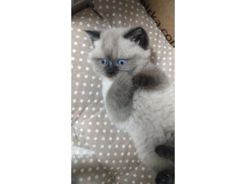 Bebek yüz mavi göz british shorthair