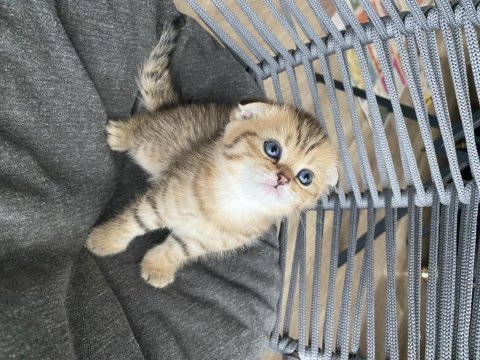 Black golden tabby