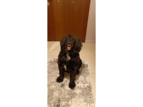Cocker spaniel dişi 5 yaşında