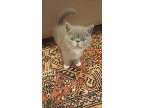 Egzotik shorthair bebek kediler yeni yuvalarını arıyorlar