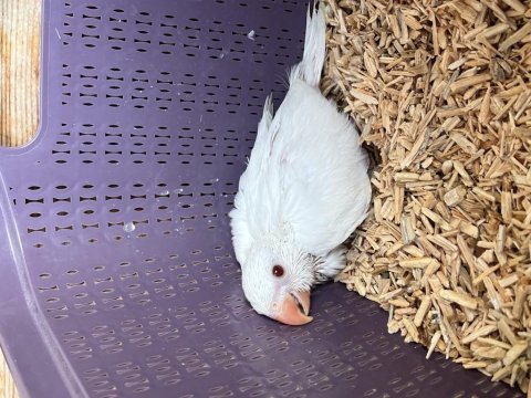 Bebek albino pakistan