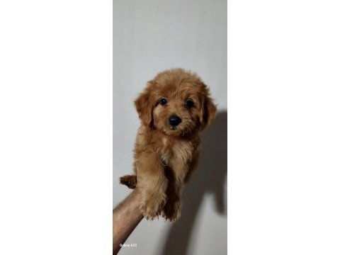 Poodle ayarında maltipoo