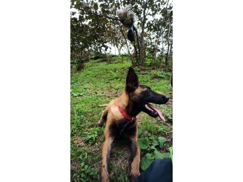 Belçika malinois 7 aylık