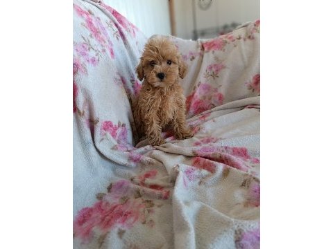 Dişi poodle toy