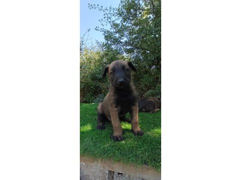 Safkan malinois yavrular