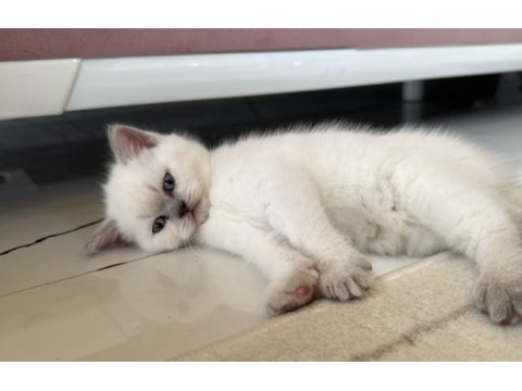 British shorthair bluepoint