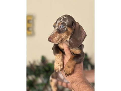 Mavi gözlü özel dachshund choco merle