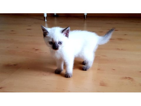 Safkan british shorthair anne altından yavrular