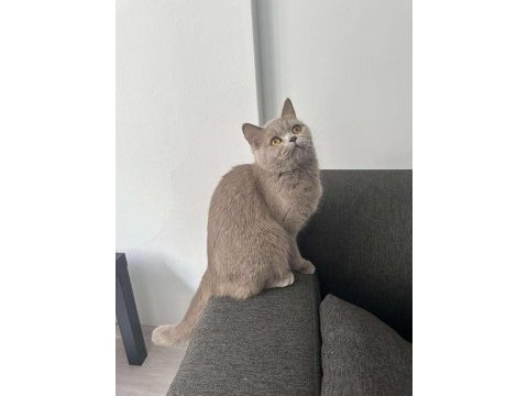 Lilac british shorthair cinsi kedimiz aile arıyoruz.