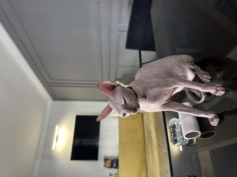 6 aylık dişi kanada sfenks (sphynx)