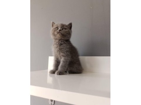 Safkan gri british shorthair bebişlerimiz