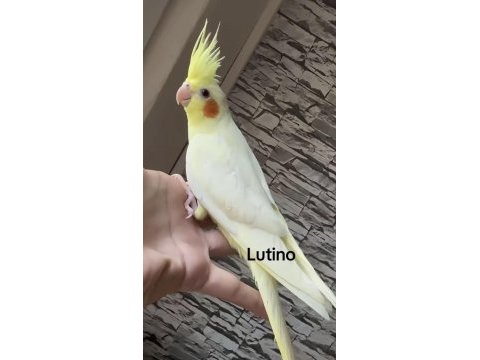 Sultan papağanlar bebek ve damızlık