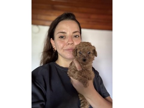Tüm türkiyeye toy poodle yavru