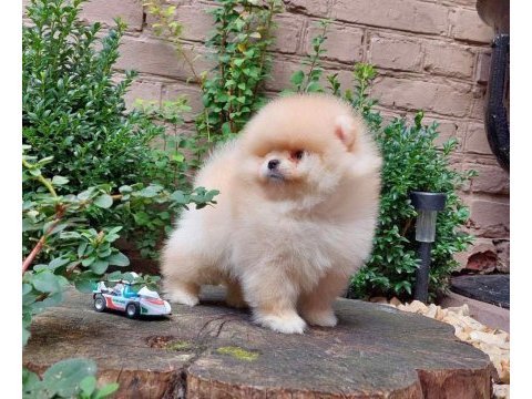 Irk garantili teddy pomeranian boo köpekleri