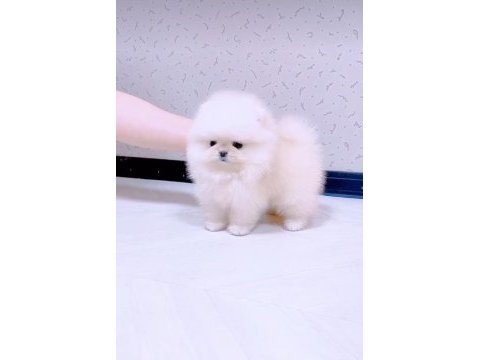 Pomeranian ayıcık