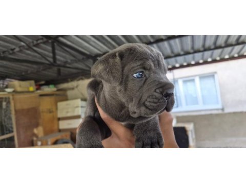 Cane corso 35 günlük yavrular