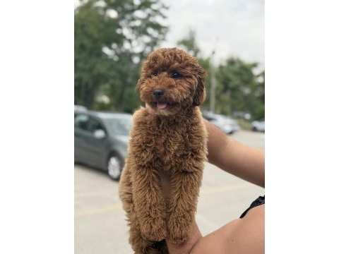 Sahibinden yaşına girmek üzere poodle