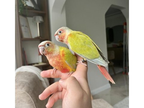 Suncheek konur bebekler