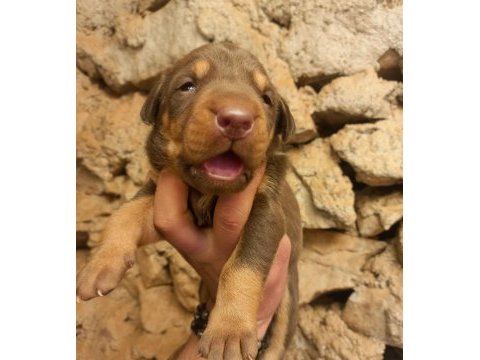 Orjinal king doberman yavrularımız