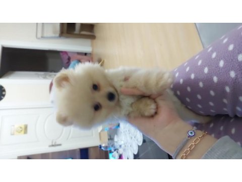 Pomeranian boo