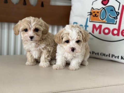 Ruhsatlı çiftlilde ziyarete açık kore tea cup maltipoo