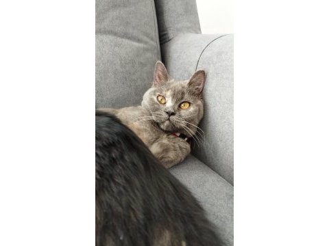 British shorthair kedimiz eşyaları ile sahiplendirilecektir