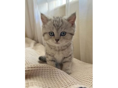 British shorthair yavrular