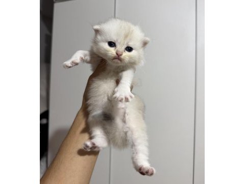 Sıfır kulak üst sınıf scottish fold bebekler