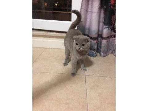Scottish fold kedisi 1 yaşında