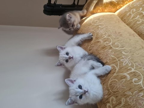 3 tane dişi british yavru