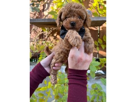 Red brown toy poodle yavrular