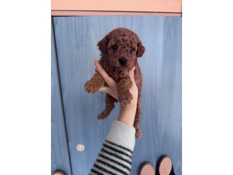 Toy poodle yavrularım yeni evini bekliyor