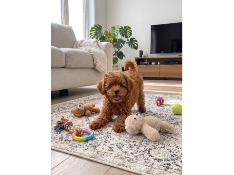 Safkan toy poodle köpeği