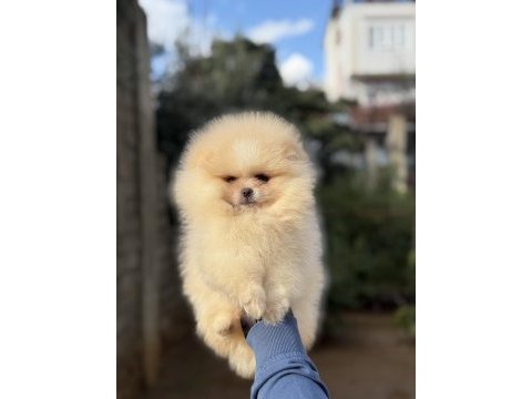 Üst kalite ayıcık surat pomeranian boo