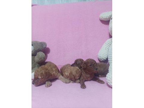 En tatlı poodle bebekler