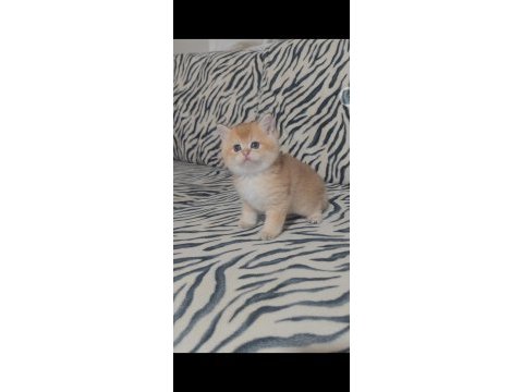 British shorthair kedisi