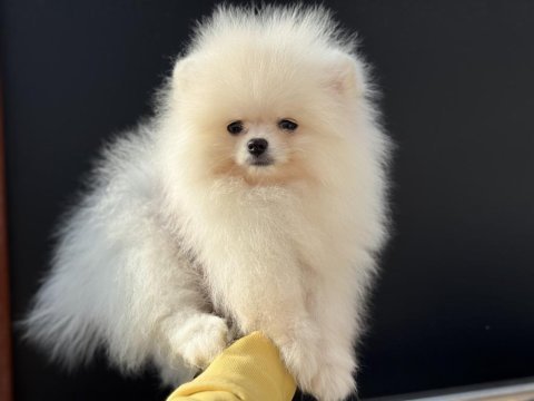 Yasal ruhsatlı çiftlikden ziyarete açık pomeranian