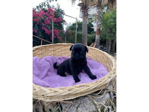 Pug mops yavrularımız