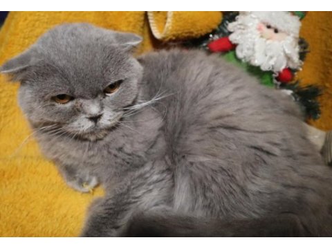 Scottish fold dişi long hair yetişkin