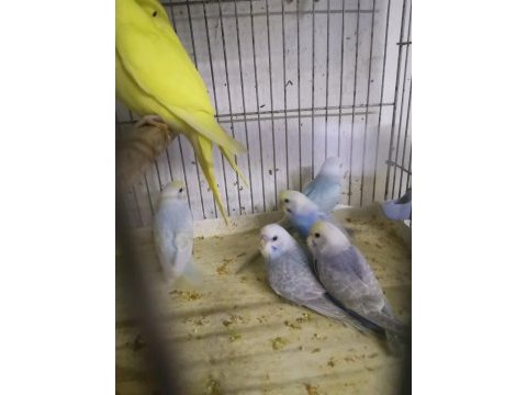 Yeni ele alışık yavrular