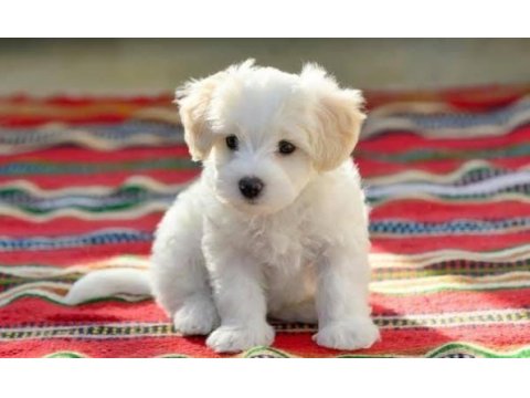 Kıvır kıvır tüylü şirin malta terrier yavrular adana