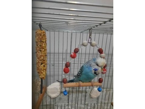 Jumbo muhabbet kuşu 1 yaşını geçti