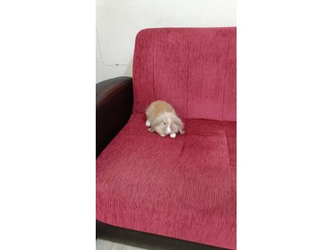 Satılık bir aylık lop tavşanları iki tane vardır