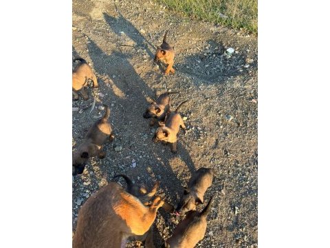 Belçika kurdu (malinois)