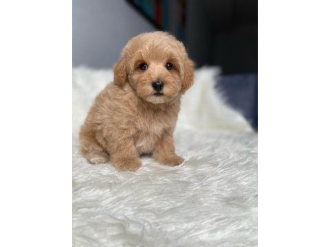 Orijinal toy boyut f1 maltipoo