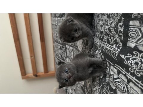 Yavru scottish fold kedilerime yuva arıyorum