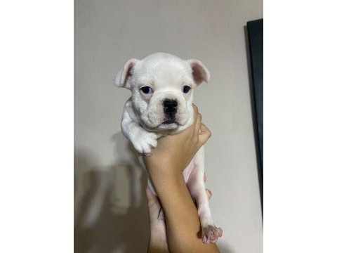 French bulldog 40 günlük yavru