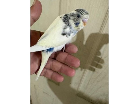 33 günlük dişi bebek muhabbet kuşu