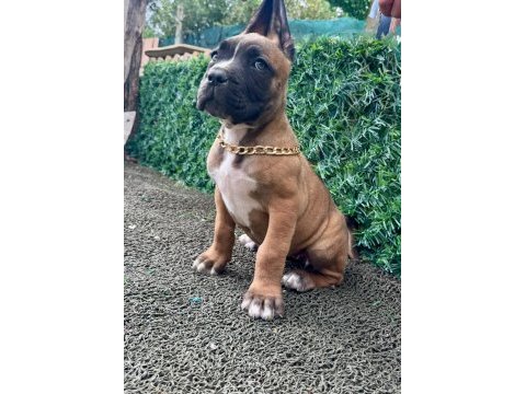 Anne baba şecereli 3 aylık safkan cane corso